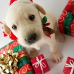 puppy christmas