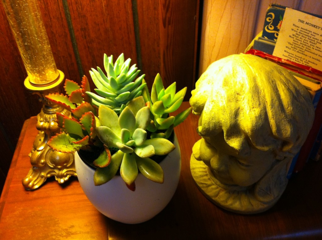 florist dot com succulent garden
